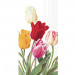 Fresh Tulips (Guest)